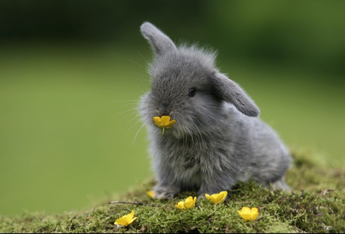 lapins, lapin mignon, lapins mignons, rabbits, cute rabbits, cute rabbit, cute