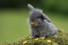 Spécial Pâques: les lapins les plus mignons du moooooonde!