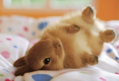 bébés lapins,lapins, lapin mignon, lapins mignons, rabbits, cute rabbits, cute rabbit, cute